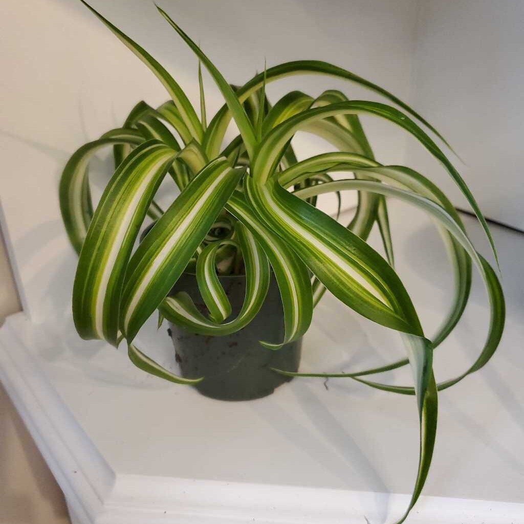 4" CURLY SPIDER PLANT