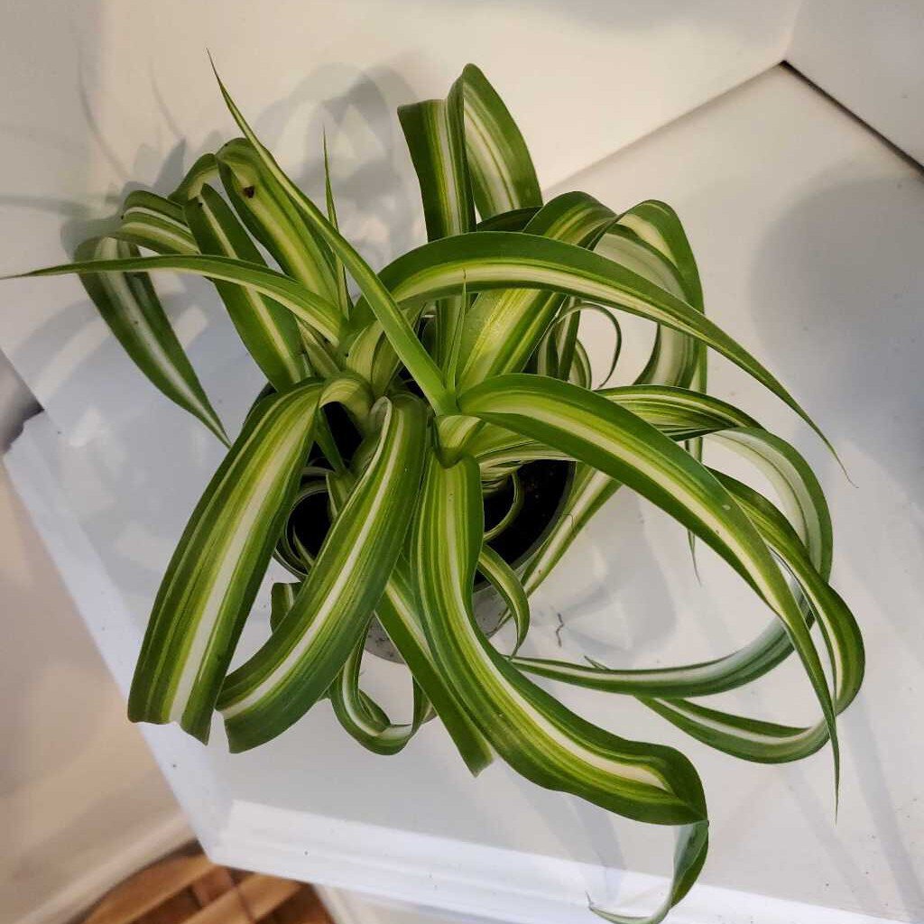 4" CURLY SPIDER PLANT