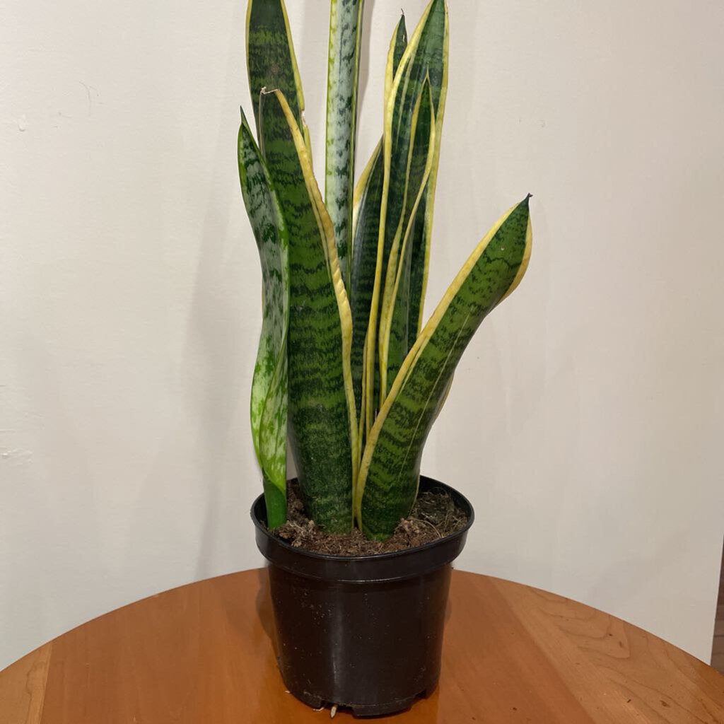 6" SANSEVIERIA LAURENTII