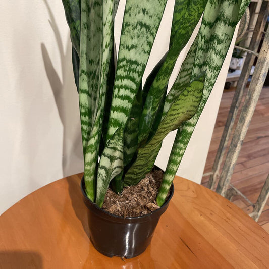 6" SANSEVIERIA ZEYLANICA