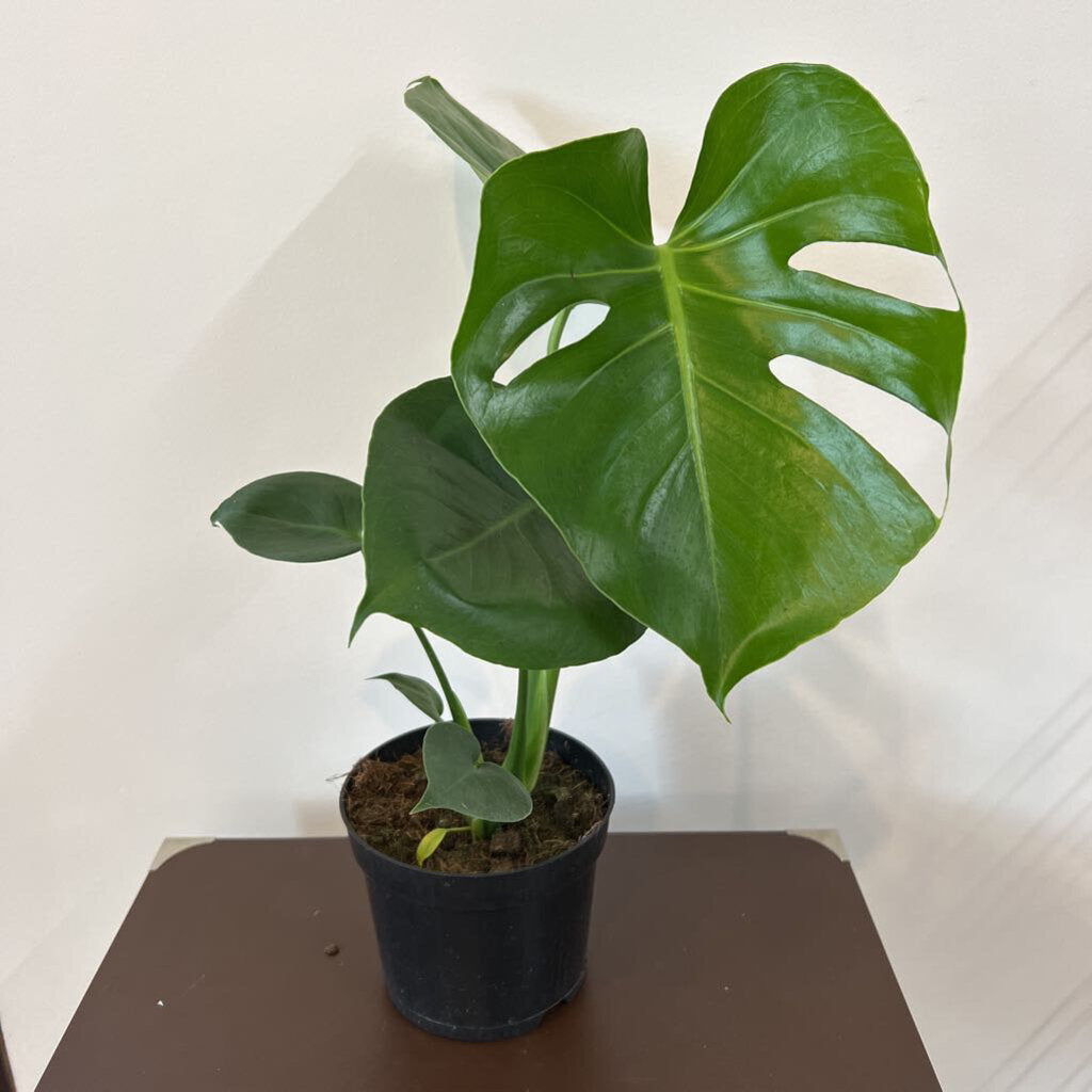 6" MONSTERA - DELICIOSA