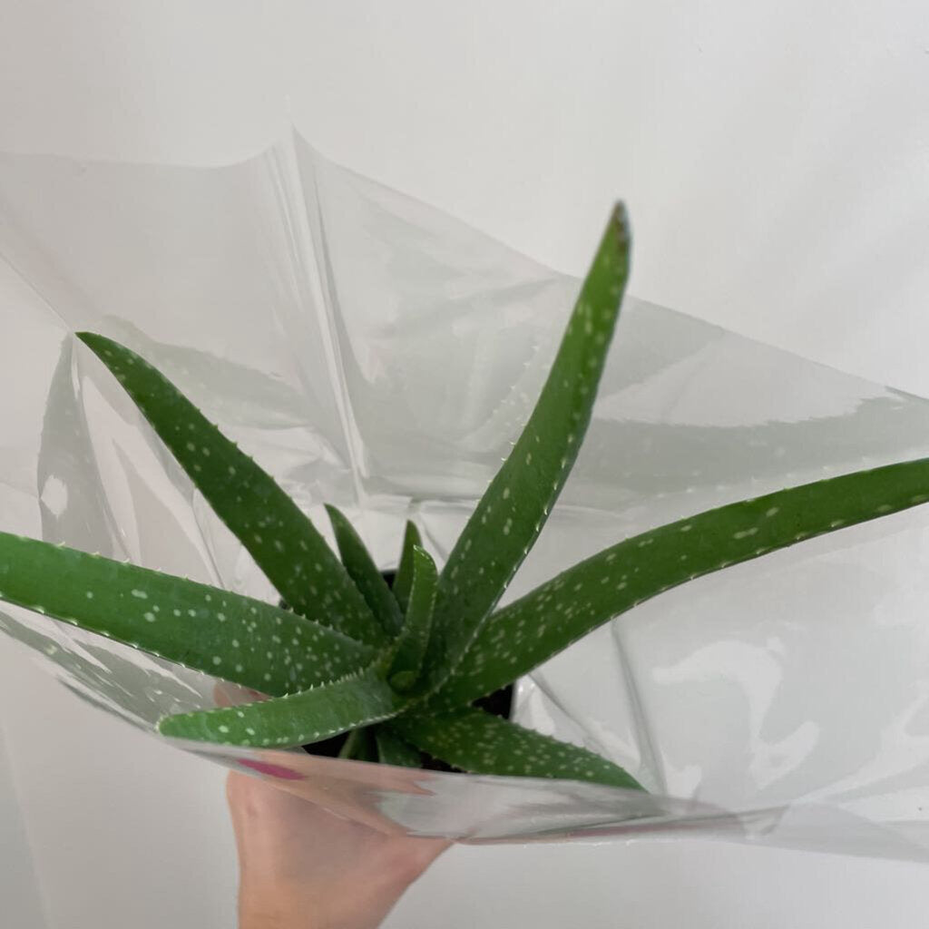 4" ALOE