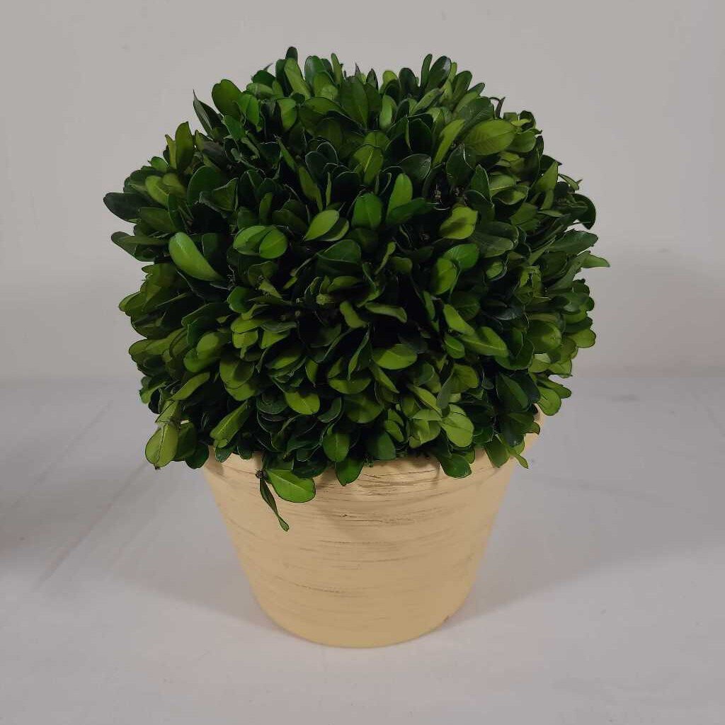 FAUX BOXWOOD IN YELLOW POT