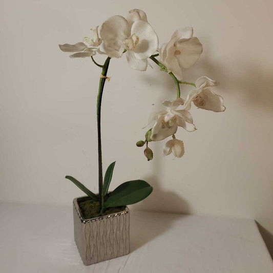 ORCHID IN SILVER POT