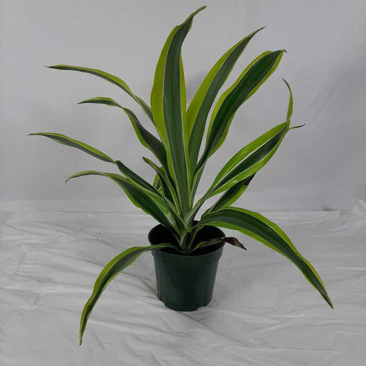 4" LEMON LIME DRACAENA