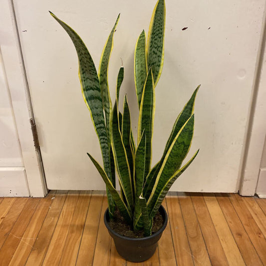 8" SANSEVIERA/SNAKE PLANT