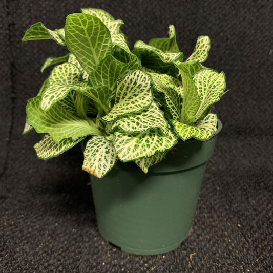 4" FITTONIA