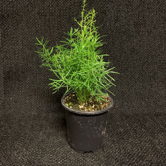 3.5" PLUMOSA (ASPARAGUS) FERN