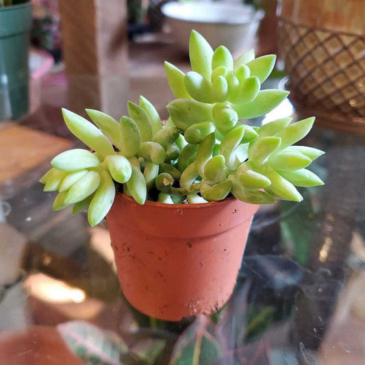 3" DONKEY TAIL