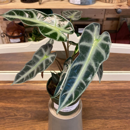 4" ALOCASIA POLLY