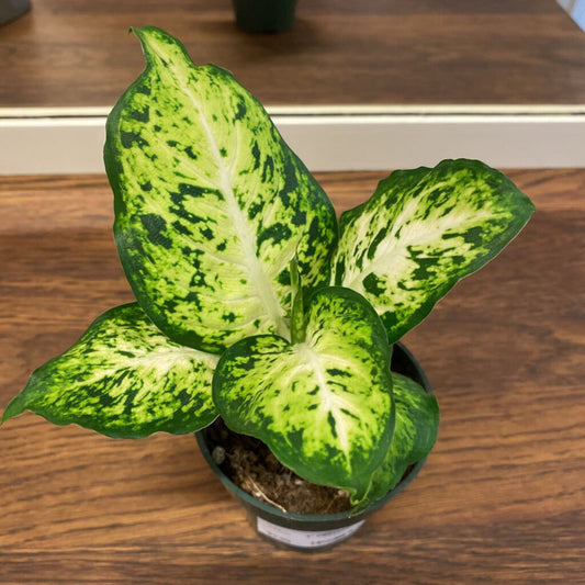 4" DIEFFENBACHIA - AMY