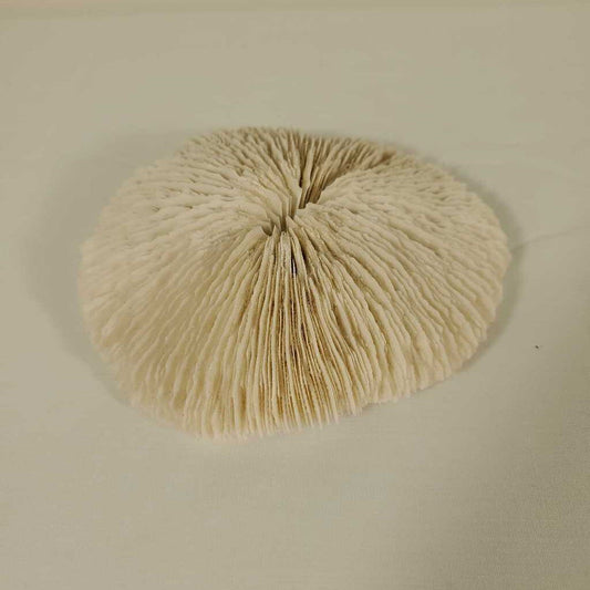 MUSHROOM CORAL